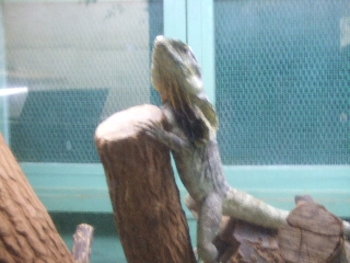 2009_0812 はる0184.jpg