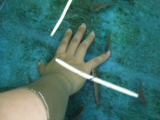 2009_0812 はる0198.jpg