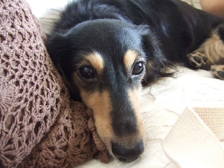 2009_0820 はる0011.jpg