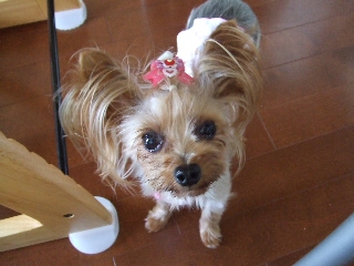 2009_0820 はる0013.jpg