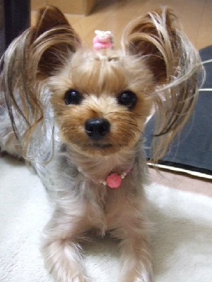 2009_0827 はる0014.jpg