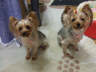 2009_0830 はる0016.jpg