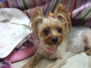 2009_0901 はる0009.jpg