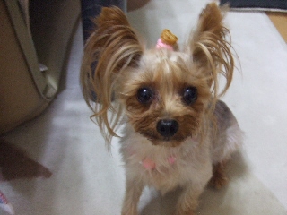 2009_0901 はる0019.jpg