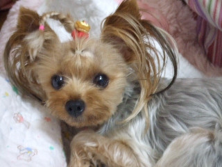 2009_0901 はる0021.jpg