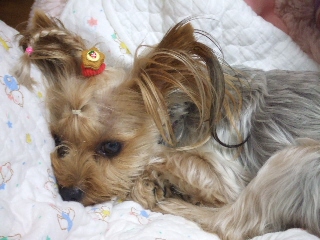 2009_0901 はる0023.jpg