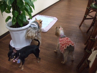 2009_0902 はる0009.jpg