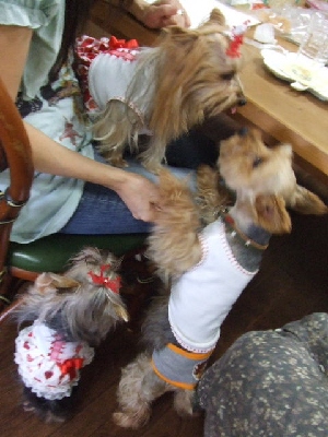 2009_0902 はる0038.jpg