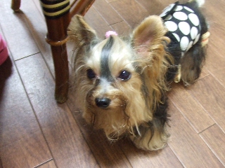 2009_0902 はる0054.jpg