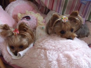 2009_0904 はる0019.jpg