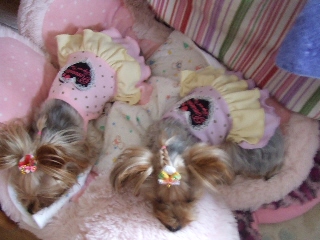 2009_0904 はる0020.jpg