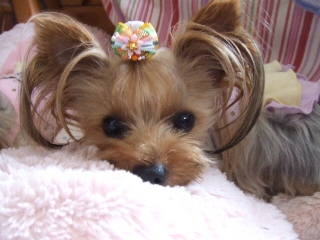 2009_0904 はる0021.jpg