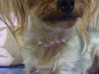 2009_0904 はる0024.jpg