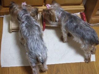 2009_0911 はる0014.jpg