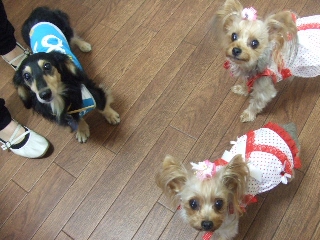 2009_0917 はる0016.jpg