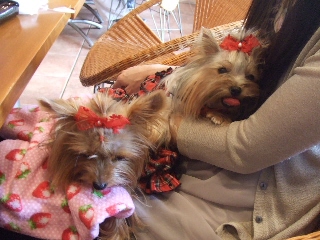 2009_0921 はる0016.jpg