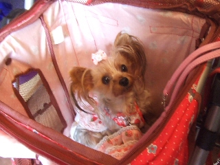 2009_0921 はる0026.jpg