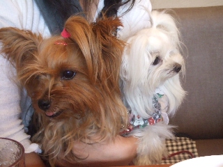 2009_0921 はる0037.jpg