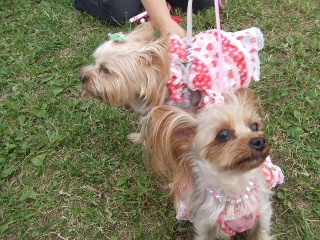 2009_0921 はる0089.jpg