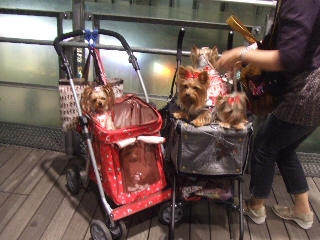2009_0921 はる0122.jpg