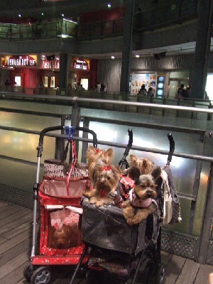 2009_0921 はる0127.jpg