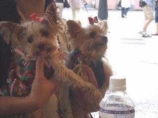 2009_0925 はる0203.jpg