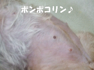 2009_0925 はる0220.jpg