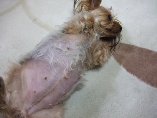 2009_0925 はる0221.jpg
