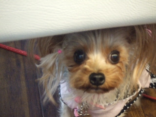 2009_0928 はる0033.jpg