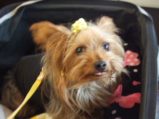 2009_0928 はる0051.jpg