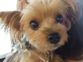 2009_0928 はる0063.jpg