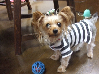 2009_1005 はる0021.jpg