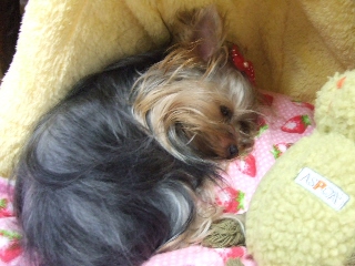 2009_1005 はる0027.jpg
