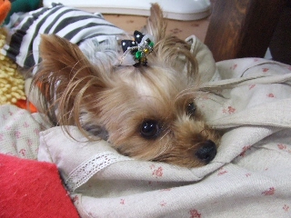 2009_1005 はる0031.jpg