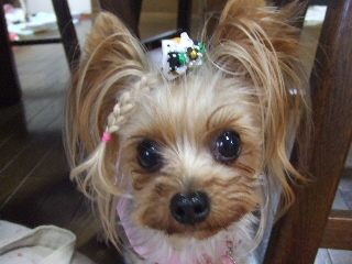 2009_1005 はる0040.jpg