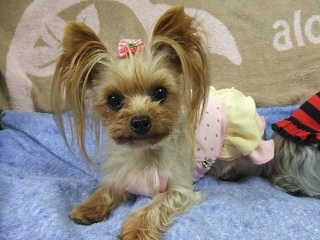 2009_1010 はる0049.jpg