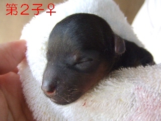 2009_1011 nanababy-2.jpg