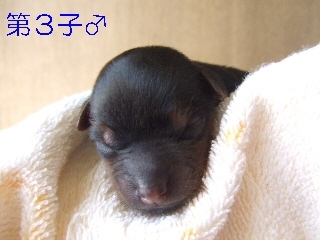2009_1011 nanababy-4.jpg