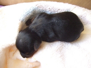2009_1011 nanababy-5.jpg