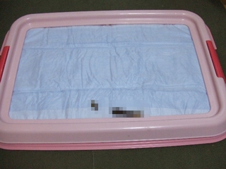 2009_1206 はる0081.jpg