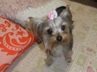 2010 1117はる0022.jpg