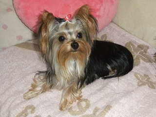 2010_0919はる0376.jpg