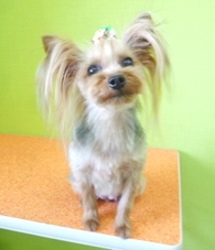 20110414.jpg