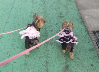 2011_0131はる0022.jpg
