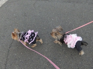 2011_0131はる0024.jpg