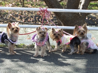 2011_0218kawazu.jpg