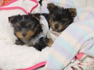 2011_0228はる0095.jpg