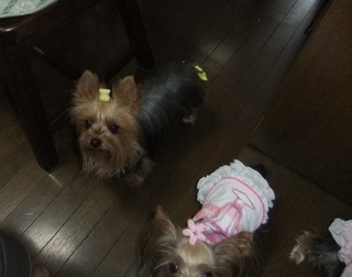 2011_0704はる0017.jpg