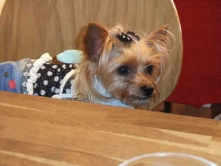 2011_0818はる0002.jpg