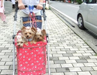 2011_0823はる0069.jpg